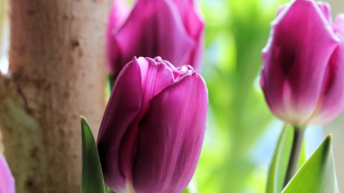purple tulip