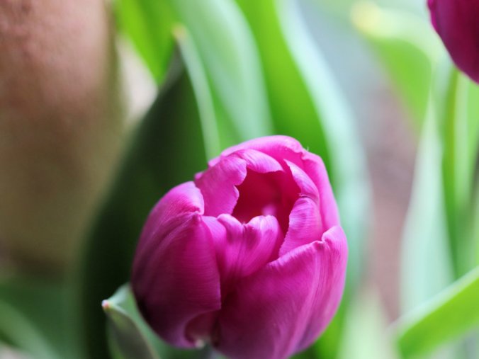 Purple Pink Tulip