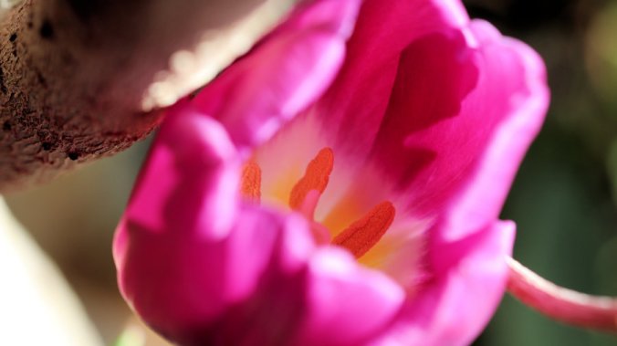 Pink Tulip close up